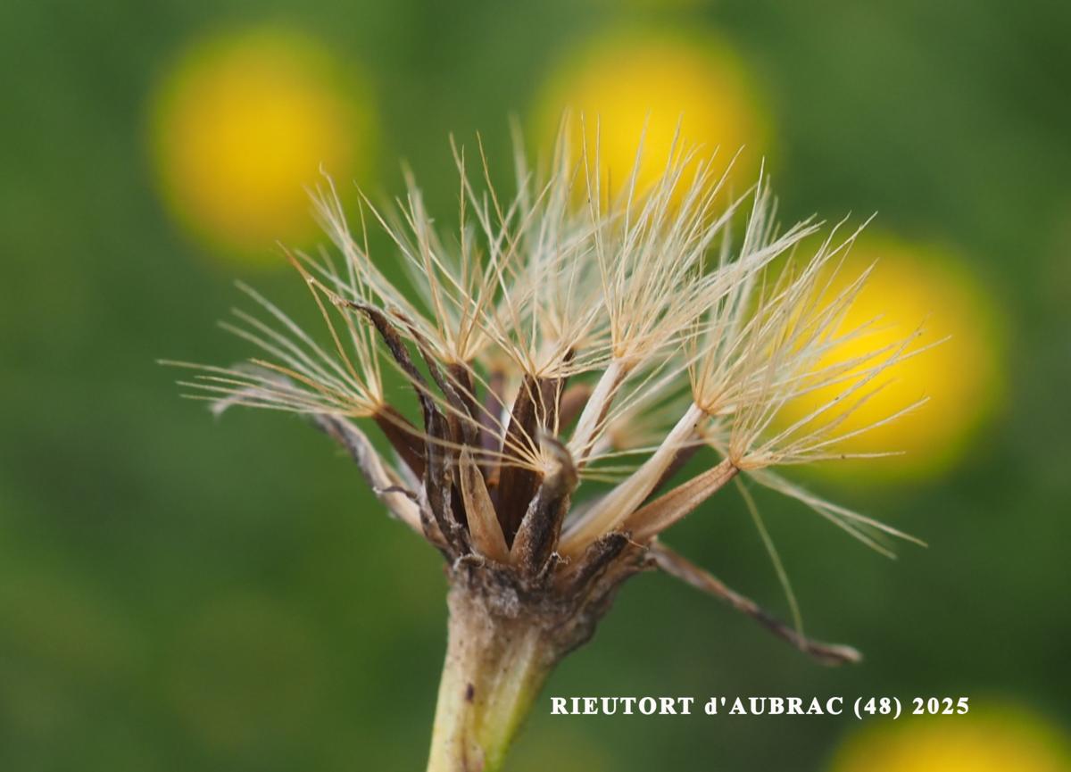 Hawkbit, Autumn fruit